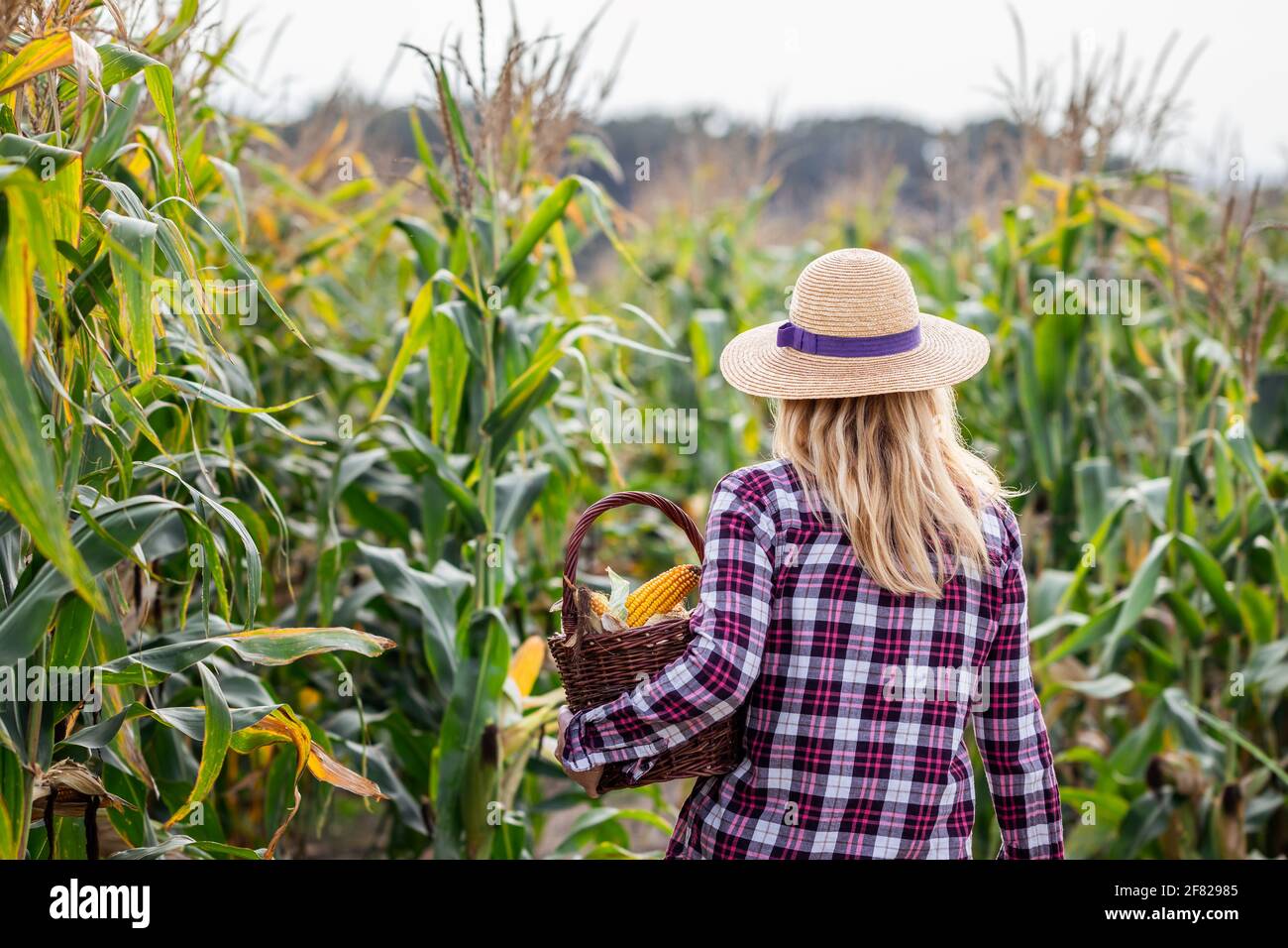 Fermier avec chapeau de paille tenant panier en osier dans le champ de  maïs. Nourriture biologique de la ferme à la table concept avec la femme  Photo Stock - Alamy