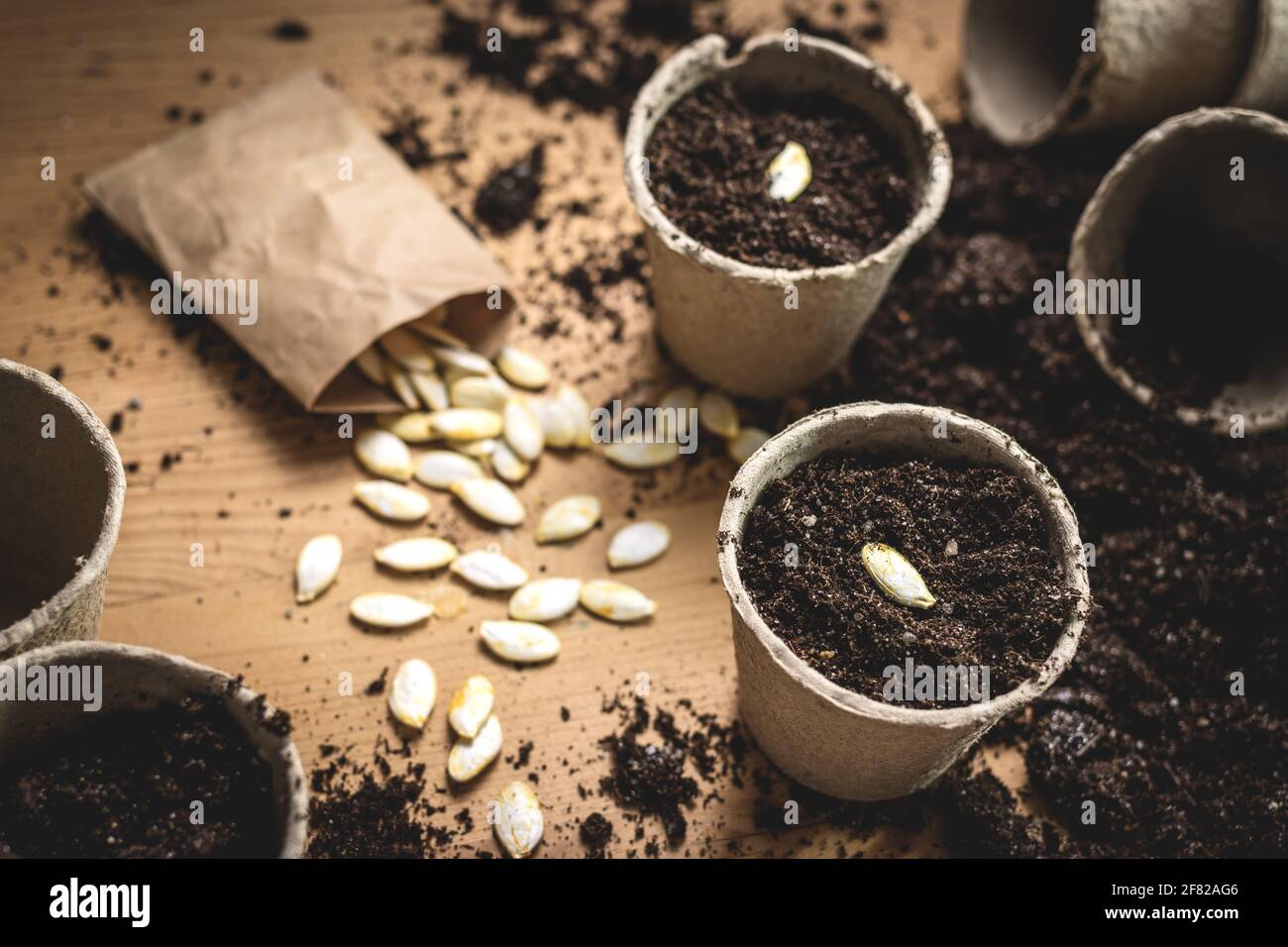 Plantation de graines de citrouille. Semer des graines dans la tourbe sur la table. Jardinage et activité agricole au printemps Banque D'Images