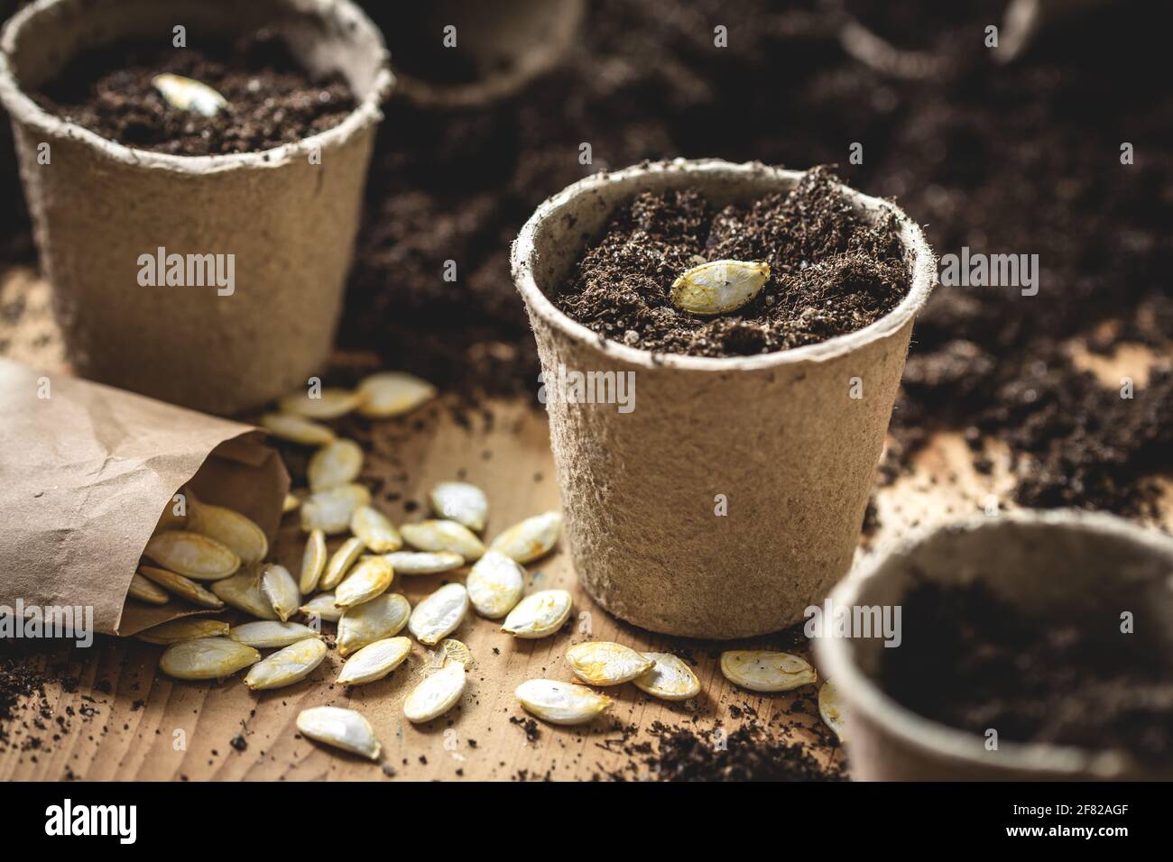 Semer des graines dans la tourbe sur la table. Plantation de graines de citrouille. Activité agricole au printemps Banque D'Images