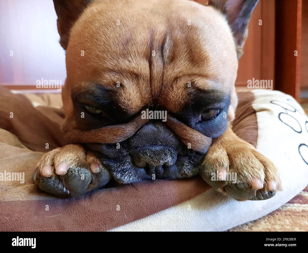 Portrait d'un adorable bawn Bulldog français. Le chien reste à sa place après avoir joué. Une pose typique pour les Bulldogs français. Banque D'Images