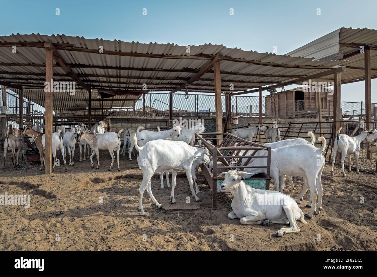 Groupe de chèvres sur leur ferme, UNE ferme de chèvres où les gens viennent acheter la chèvre. Dammam, Arabie Saoudite . Banque D'Images