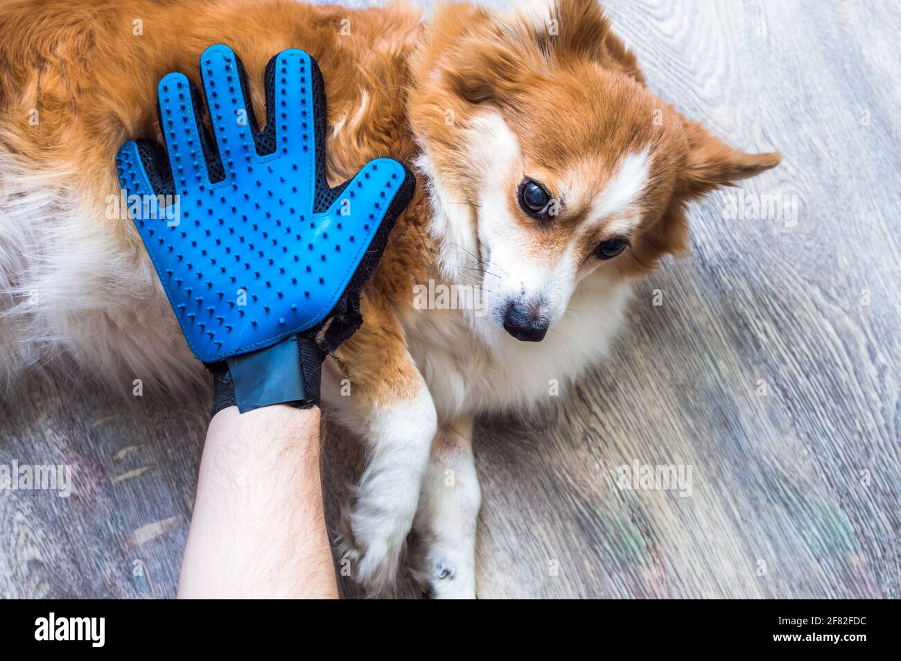 le propriétaire peigne le manteau du chien avec une main gantée pour enlever le pelage Banque D'Images