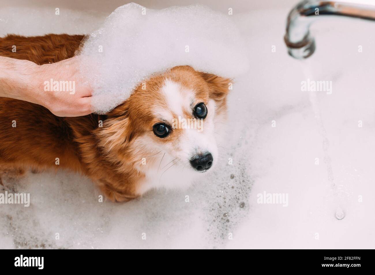 la main de l'homme et un chien dans la mousse pour le bain. Concept d'hygiène pour chiens Banque D'Images