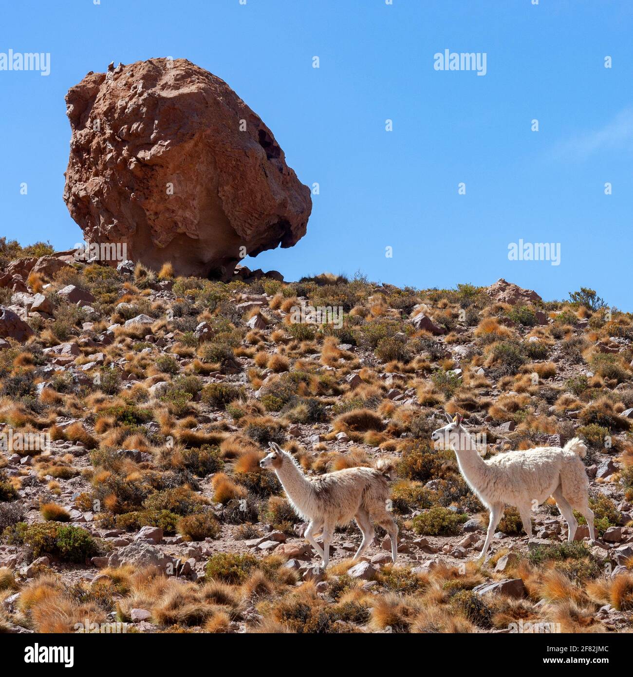 Llama (Lama glama) dans le désert d'Atacama, dans le nord du Chili, en Amérique du Sud. Le Llama est un animal domestique de la famille des chameaux que l'on trouve dans l'an Banque D'Images