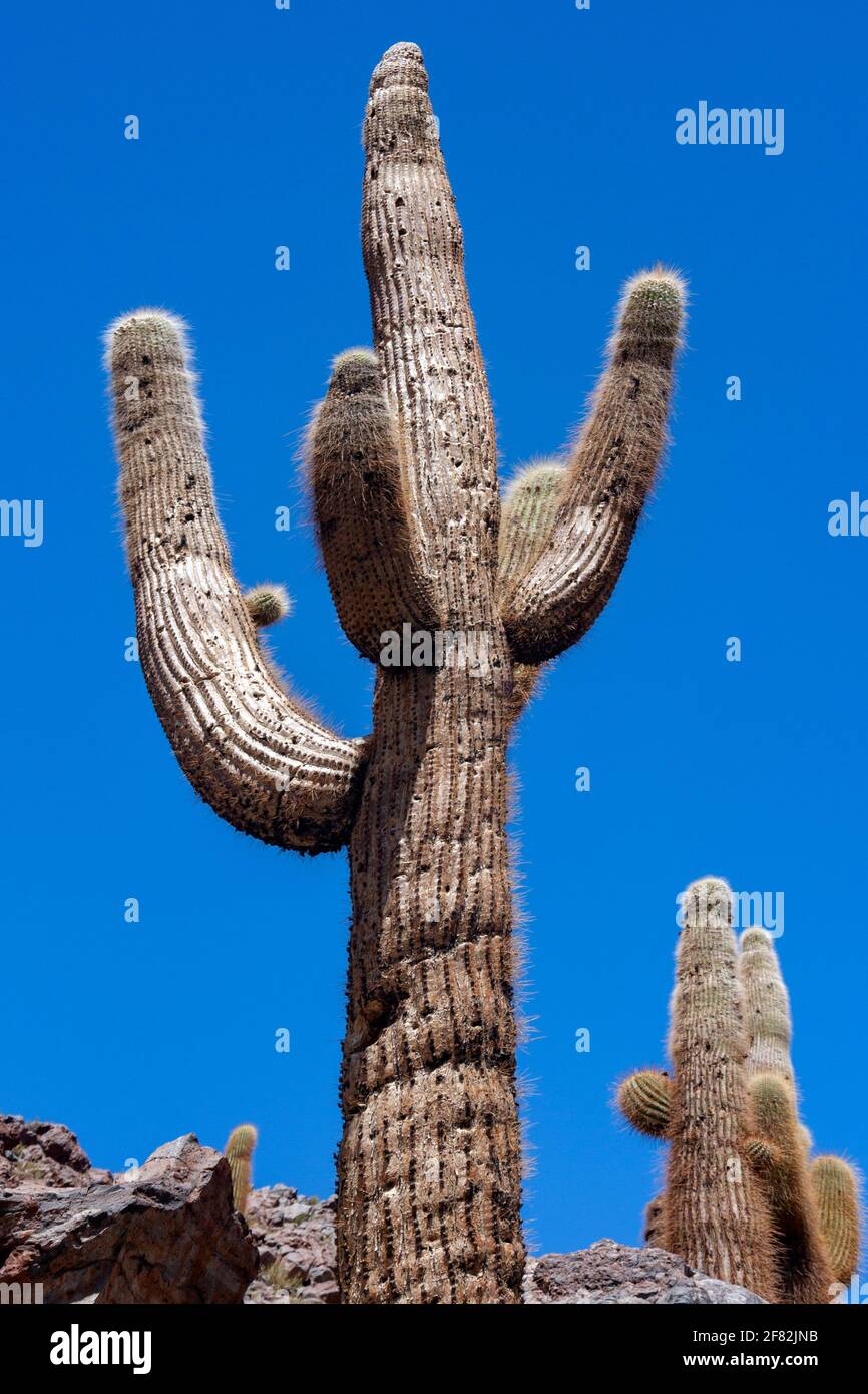 Cactus géant Candelabra croissant dans un canyon dans le désert d'Atacama près de San Pedro de Atacama dans le nord du Chili, en Amérique du Sud. Banque D'Images