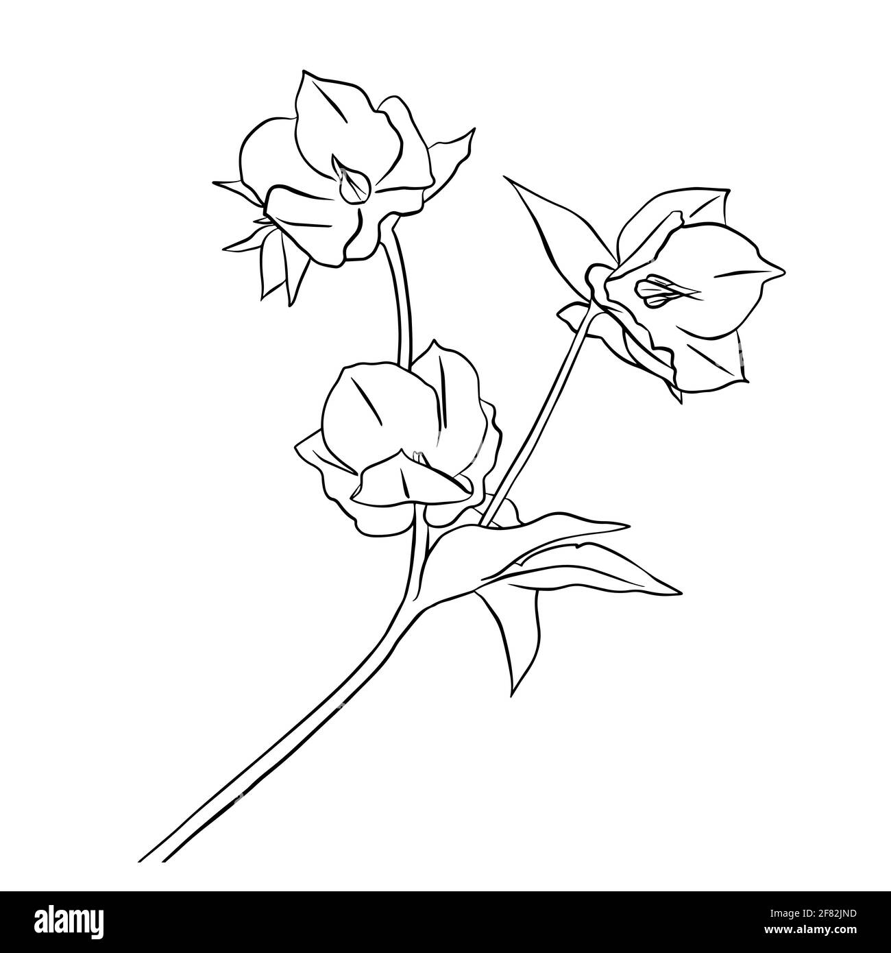 Illustration vectorielle de l'hellebore. Style Doodle. Convient pour la conception, l'impression, la décoration, les textiles, le papier et les colorants. Illustration de Vecteur