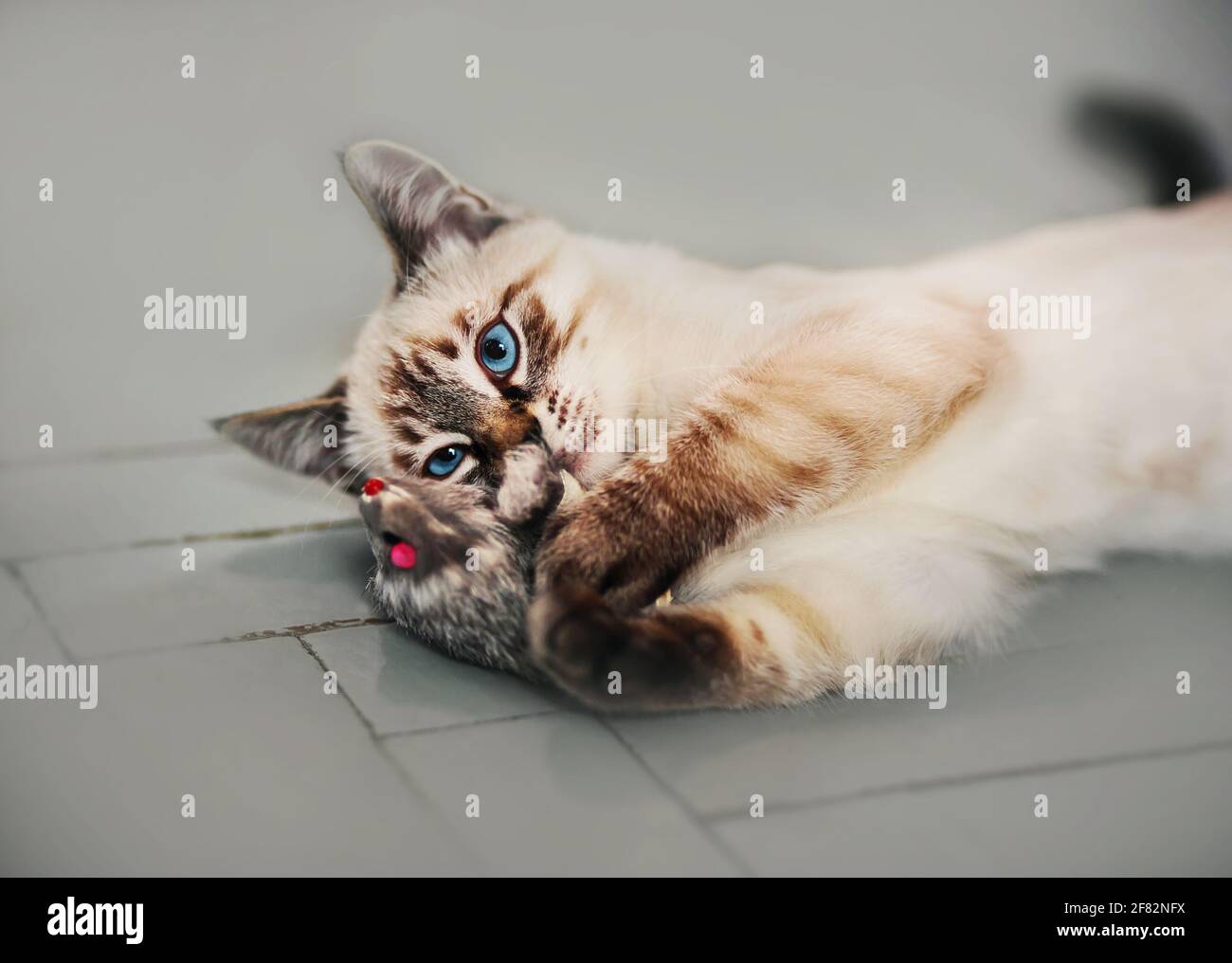 Mignon tabby thaï chaton jouant à la maison sur le sol gris avec une souris jouet. Animaux de compagnie et divertissement. Banque D'Images