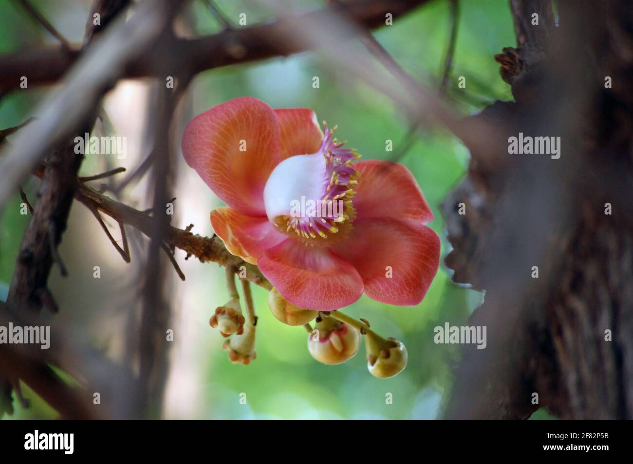 Une grande fleur de l'arbre tropical de Cannonball, Couroupita guianensis. Sacré avec les Hindous en raison de son association avec le dieu Shiva, le Cannonb Banque D'Images