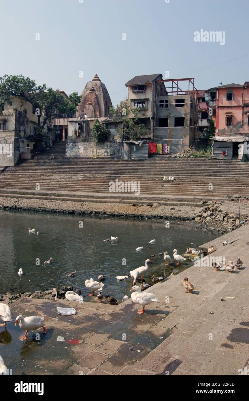 Canards et oies qui font le maximum de l'eau douce disponible au réservoir sacré de Banganga dans le district de Malabar à Mumbai (anciennement Bombay). Le lac Banque D'Images