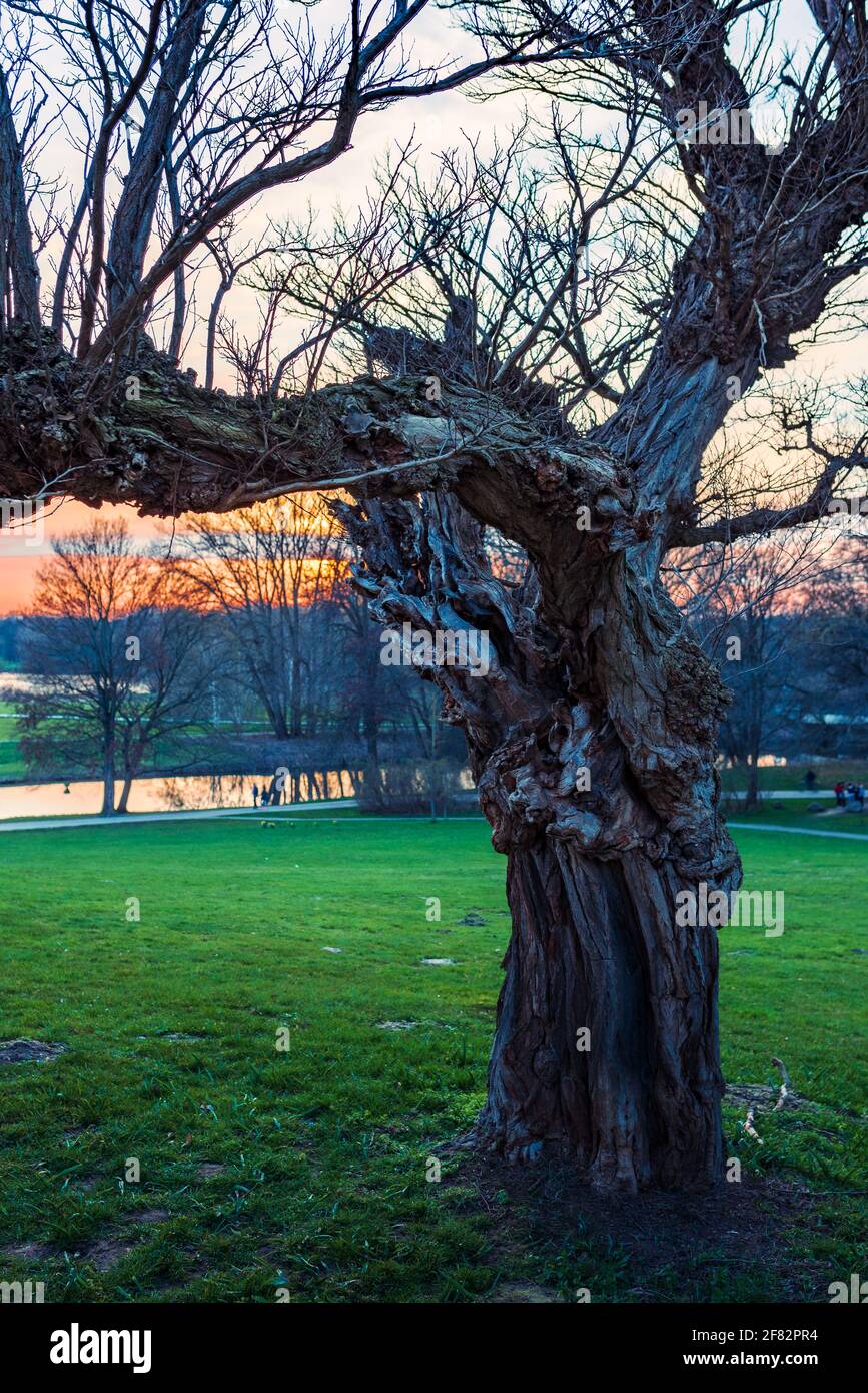un vieux arbre ronrlé se dresse dans un pré vert Banque D'Images