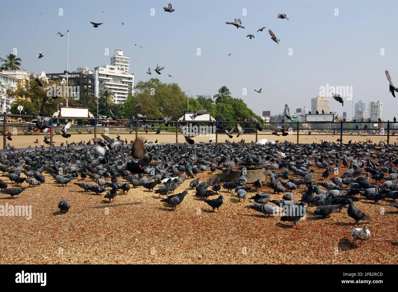 Une zone spéciale pour nourrir les céréales aux oiseaux sauvages sur Chowpatty Beach, Mumbai (anciennement Bombay), Inde. Banque D'Images