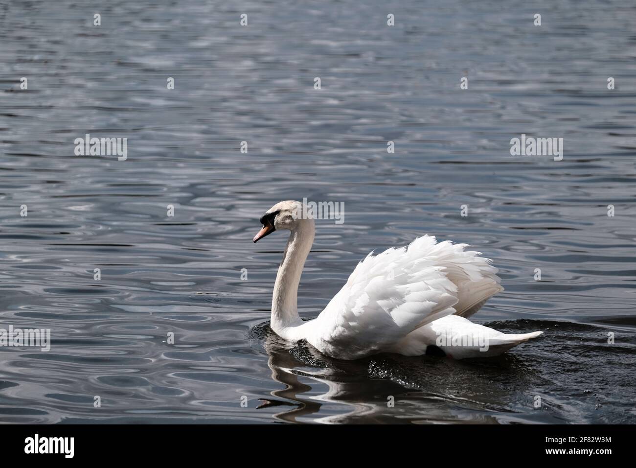 Creux Ponds, Epping Forest, Laytonstone, Londres, Royaume-Uni Banque D'Images