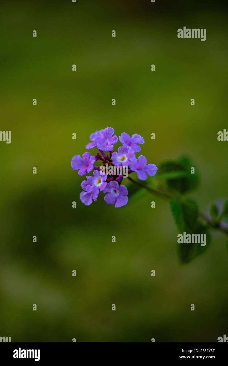 Un gros plan de belles fleurs alpines mauves oubliées-me-pas Banque D'Images