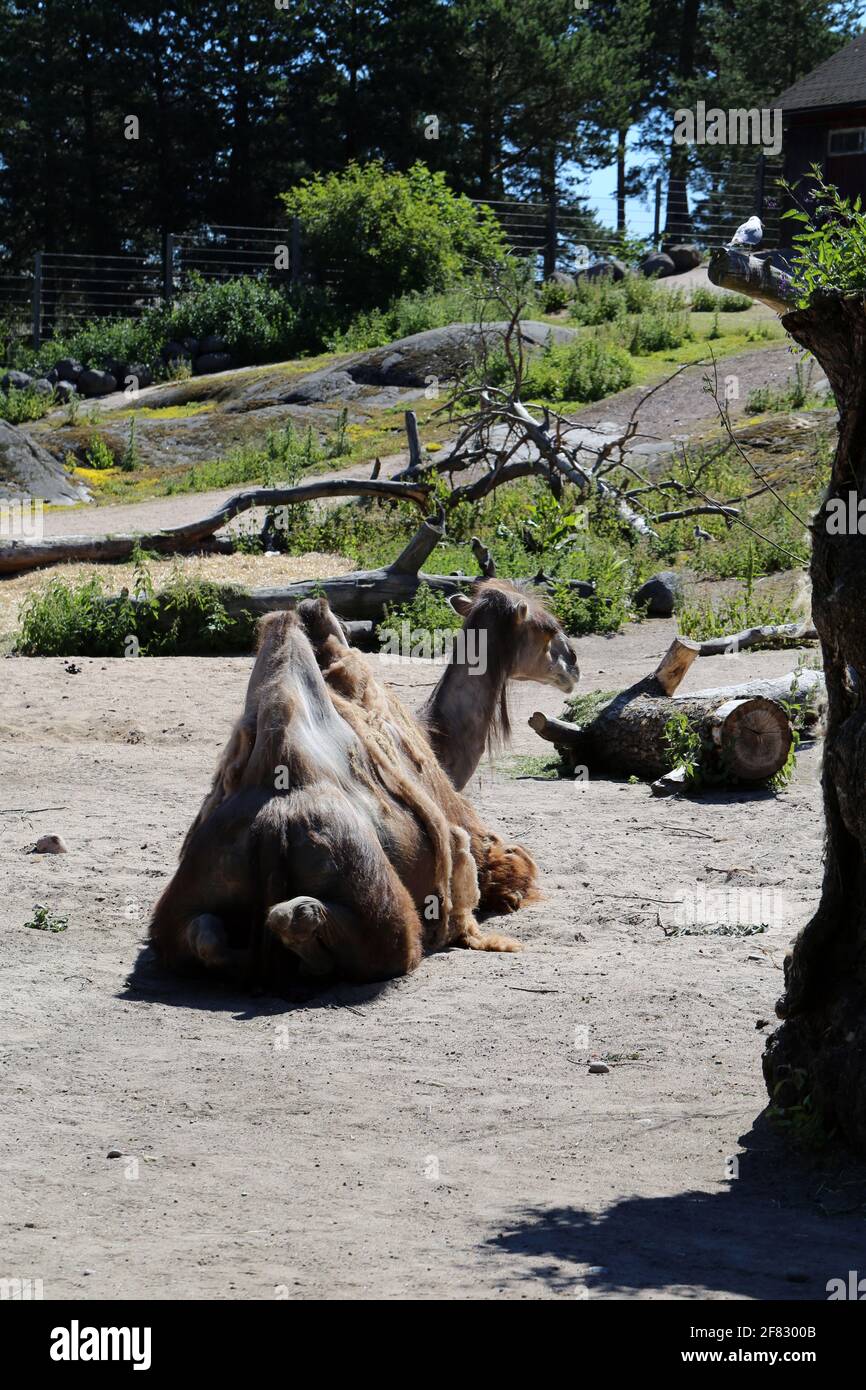 Chameaux de Bactrian alias chameaux avec deux huttes photographiées dans un zoo appelé Korkeasaari situé à Helsinki, en Finlande. Juin 2019. Jour d'été ensoleillé. Banque D'Images