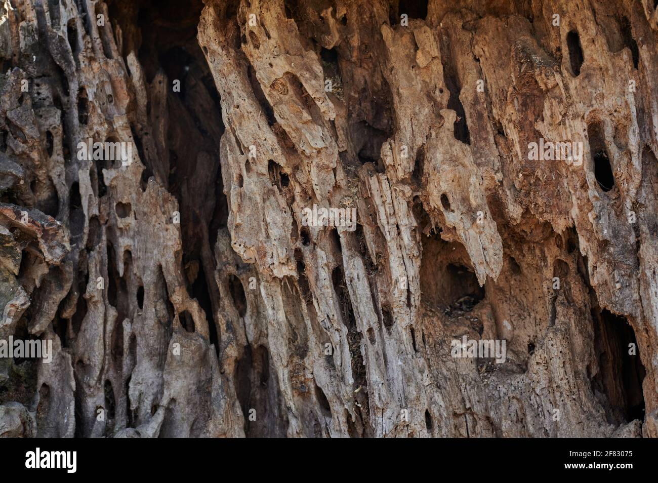 la souche de l'ancien arbre est une vue très rapprochée de la côté Banque D'Images