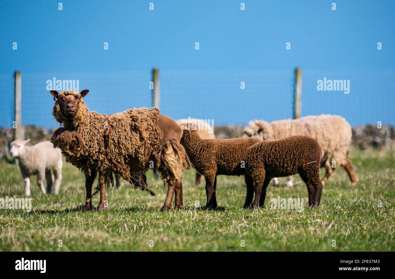East Lothian, Écosse, Royaume-Uni, 11 avril 2021. Météo au Royaume-Uni : moutons et agneaux Shetland au soleil. Les agneaux ont 6-7 semaines. Cette brebis a l'air très agacée, mais ne sera pas bâtie avant mai Banque D'Images