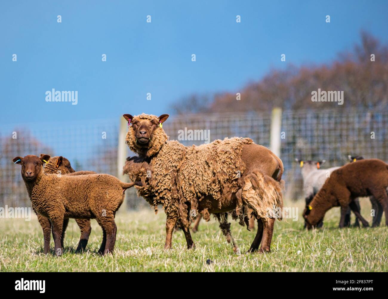 East Lothian, Écosse, Royaume-Uni, 11 avril 2021. Météo au Royaume-Uni : moutons et agneaux Shetland au soleil. Les agneaux ont 6-7 semaines. Cette brebis a l'air très agacée, mais ne sera pas bâtie avant mai Banque D'Images