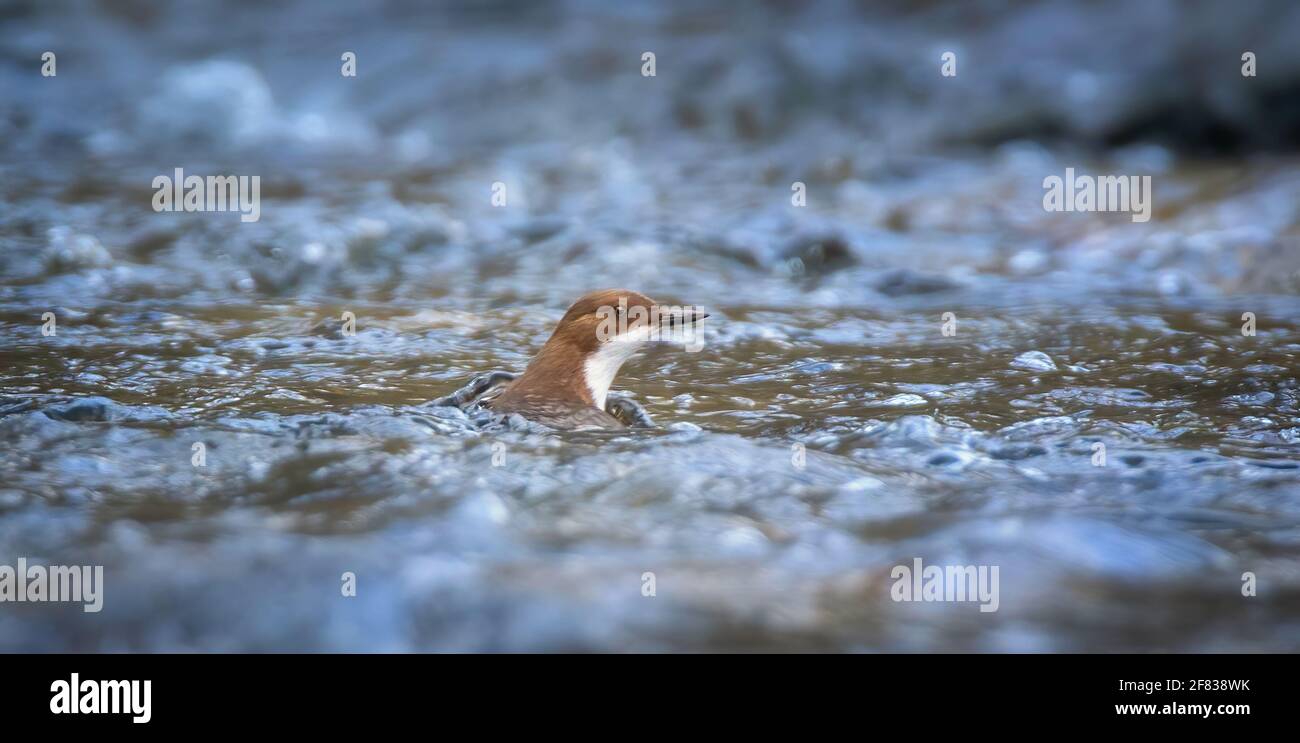 Les crottes de balancier blanc inclus includes assis sur une chasse pour la nourriture dans l'eau dans la rivière, la meilleure photo. Banque D'Images
