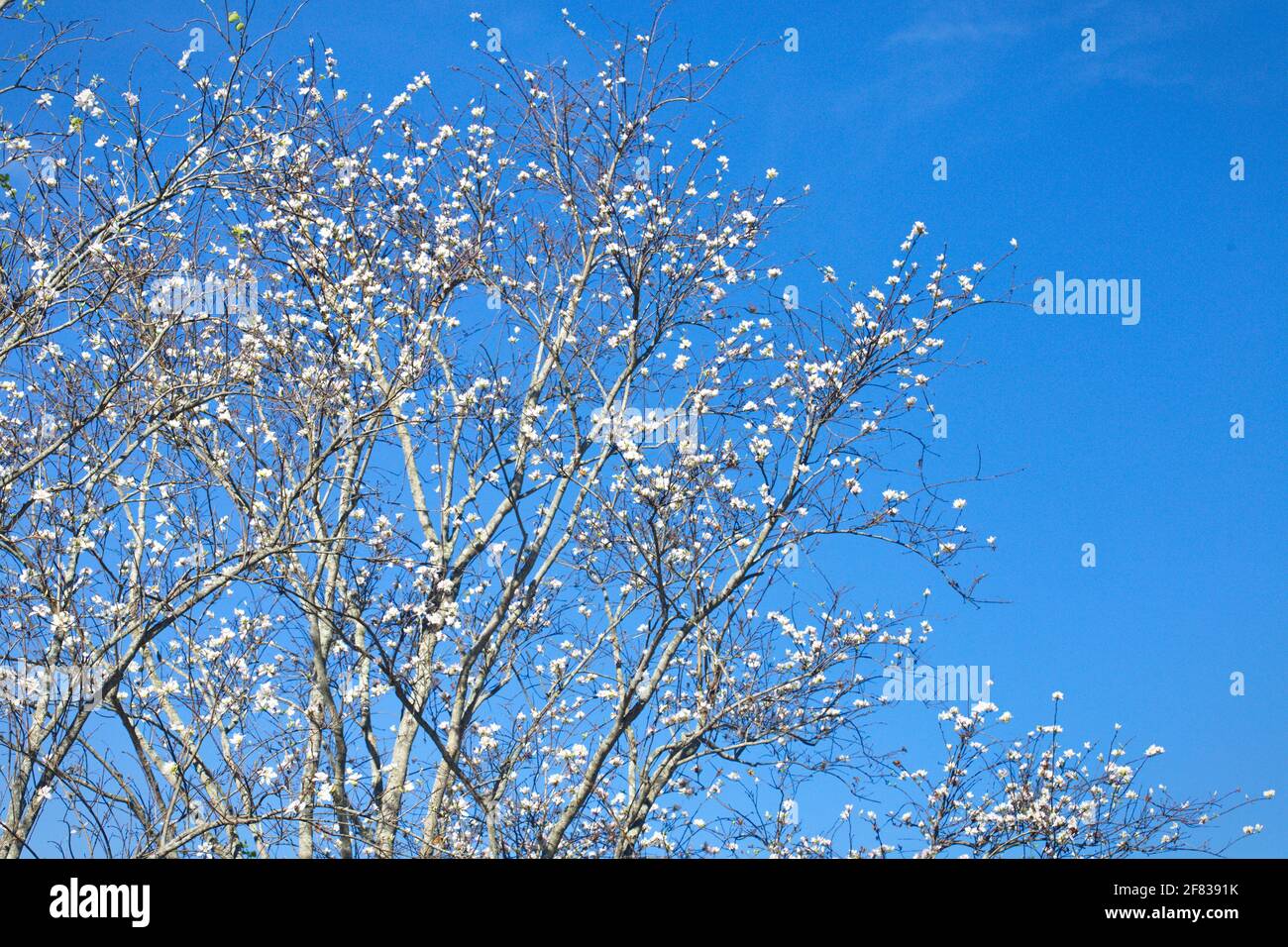 Bauhinia variegata sur fond bleu ciel Banque D'Images