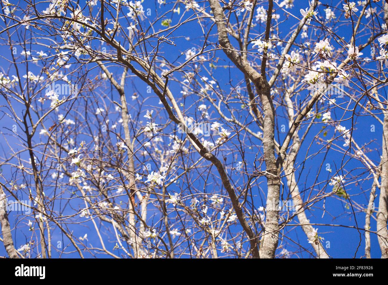 Bauhinia variegata sur fond bleu ciel Banque D'Images