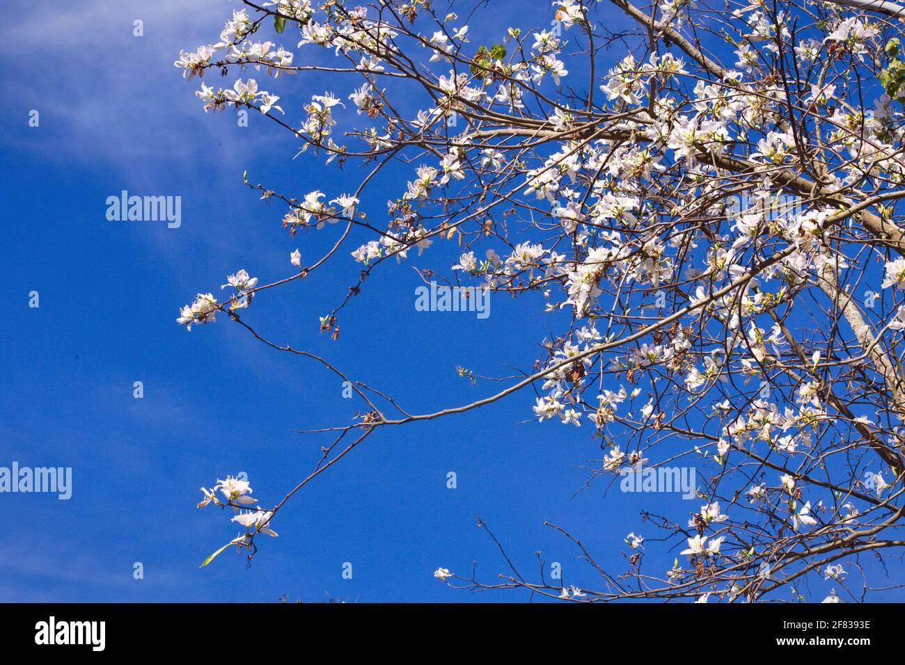 Bauhinia variegata sur fond bleu ciel Banque D'Images