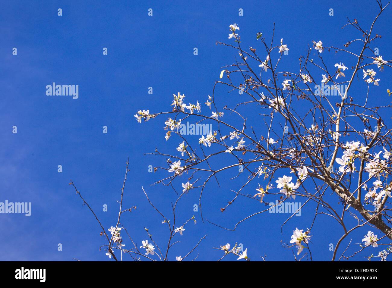 Bauhinia variegata sur fond bleu ciel Banque D'Images