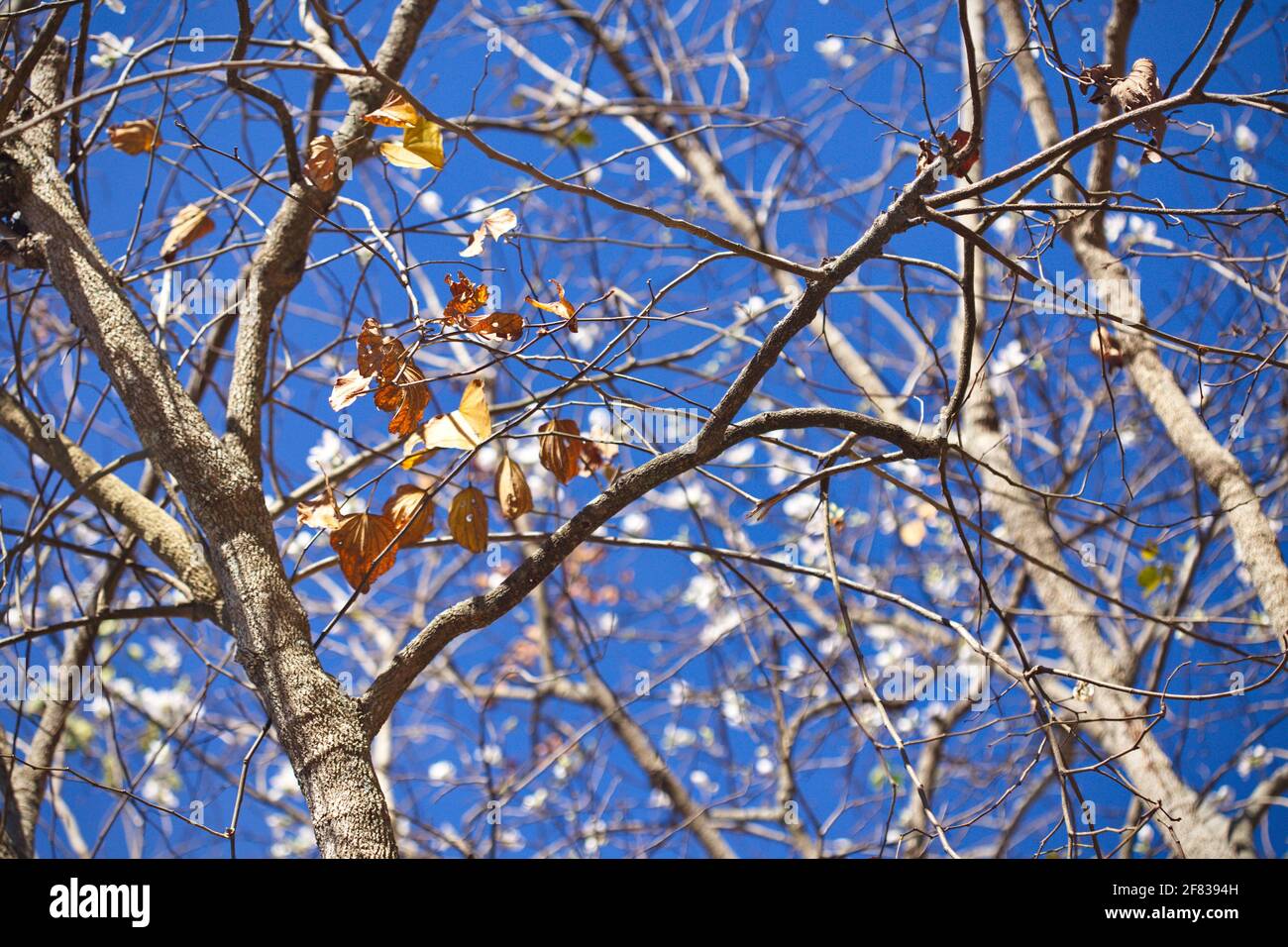 Bauhinia variegata sur fond bleu ciel Banque D'Images