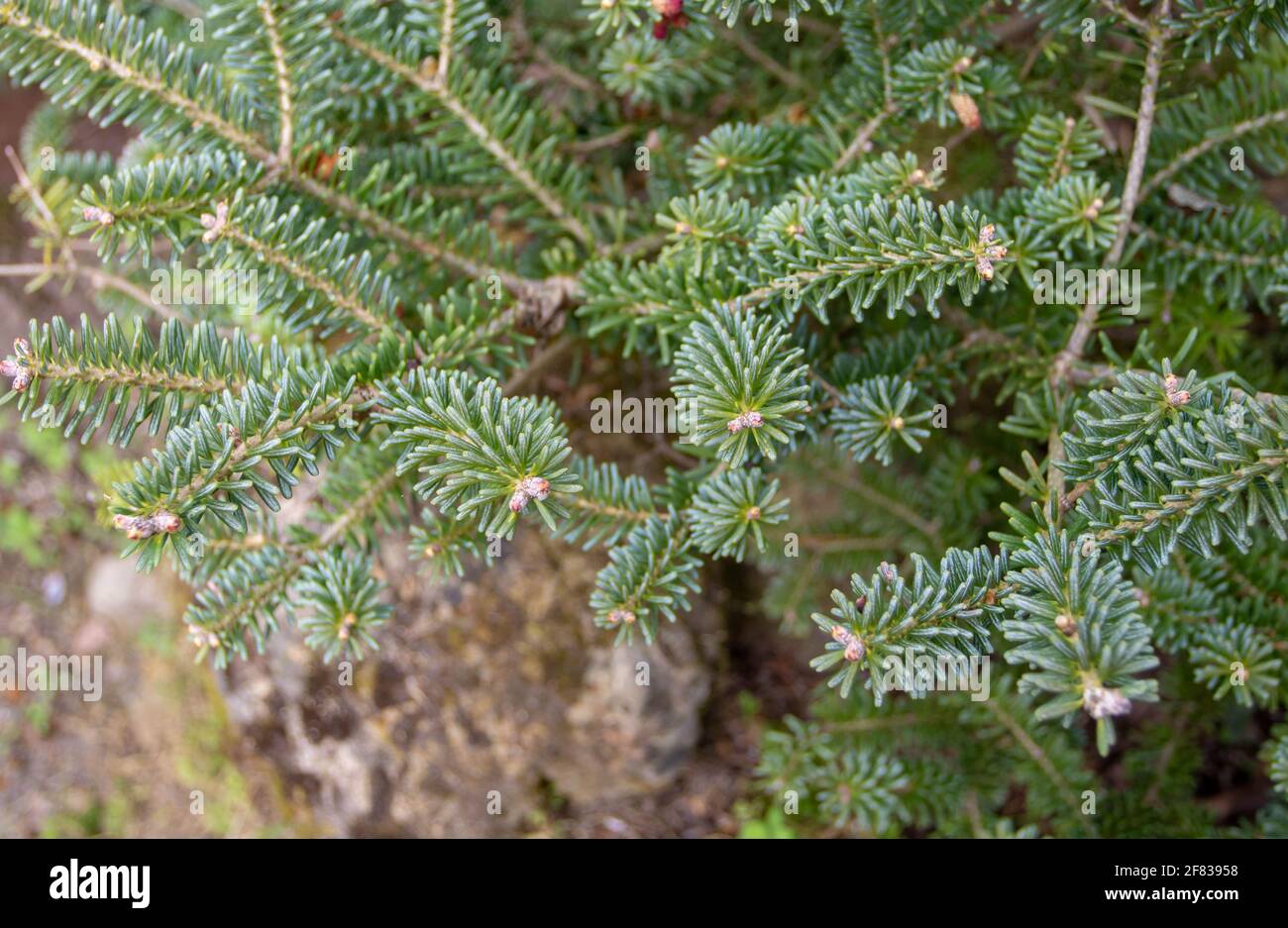 Abies koreana ou branches d'arbres conifères de sapin coréen Banque D'Images