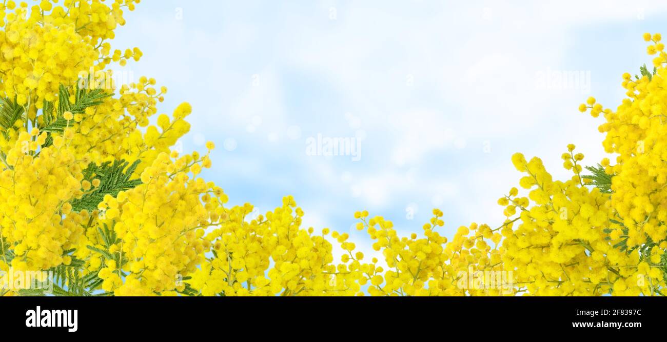Arrosent les branches de l'arbre sur le fond bleu du ciel. Feuilles et billes molletonnées jaune en acacia dealbata. Fleurs de printemps Mimosa. Banque D'Images