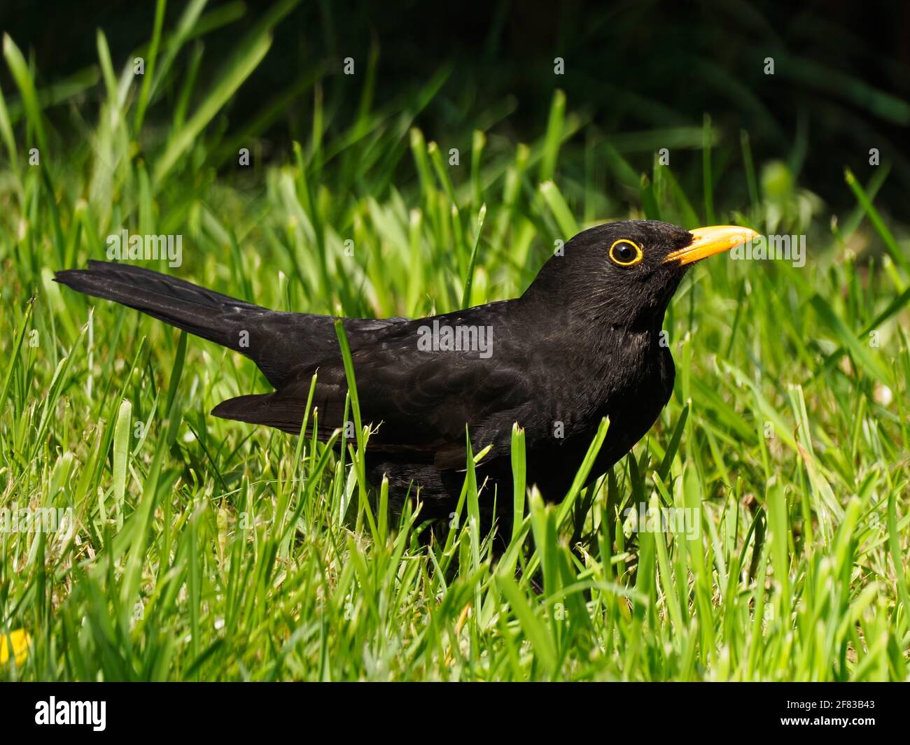 Mâle Blackbird, Turdus Merula, seching pour la nourriture parmi l'herbe d'un jardin britannique typique Banque D'Images