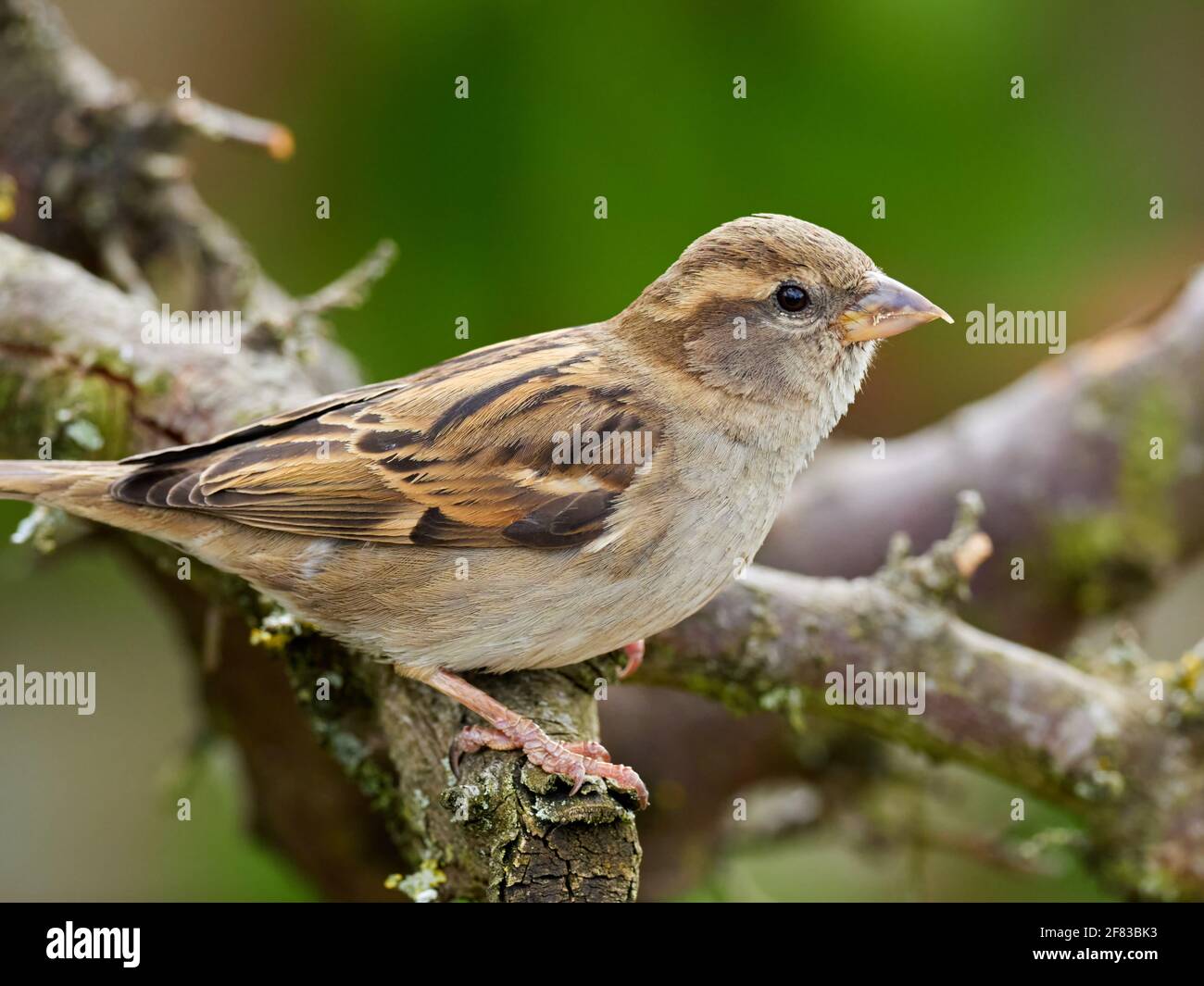 Femme House Sparrow perchée sur une ancienne branche d'arbre dans Un jardin arrière typique en Grande-Bretagne Banque D'Images