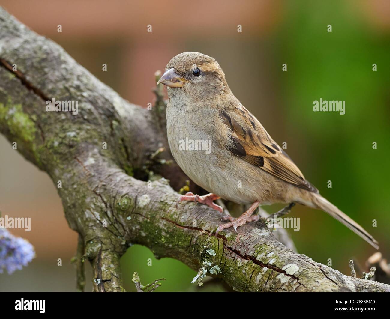 Femme House Sparrow perchée sur une ancienne branche d'arbre dans Un jardin arrière typique en Grande-Bretagne Banque D'Images