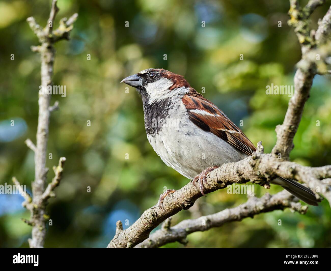 Le Bruant masculin de maison perchée sur une branche d'arbre de jardin arrière Banque D'Images