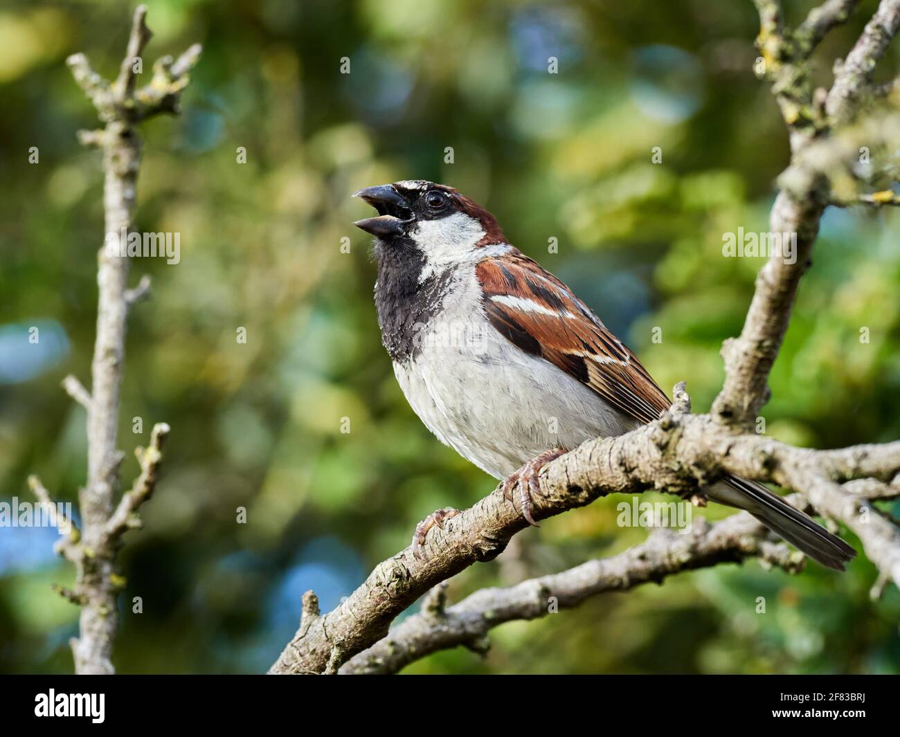 Le Bruant masculin de maison perchée sur une branche d'arbre de jardin arrière Banque D'Images