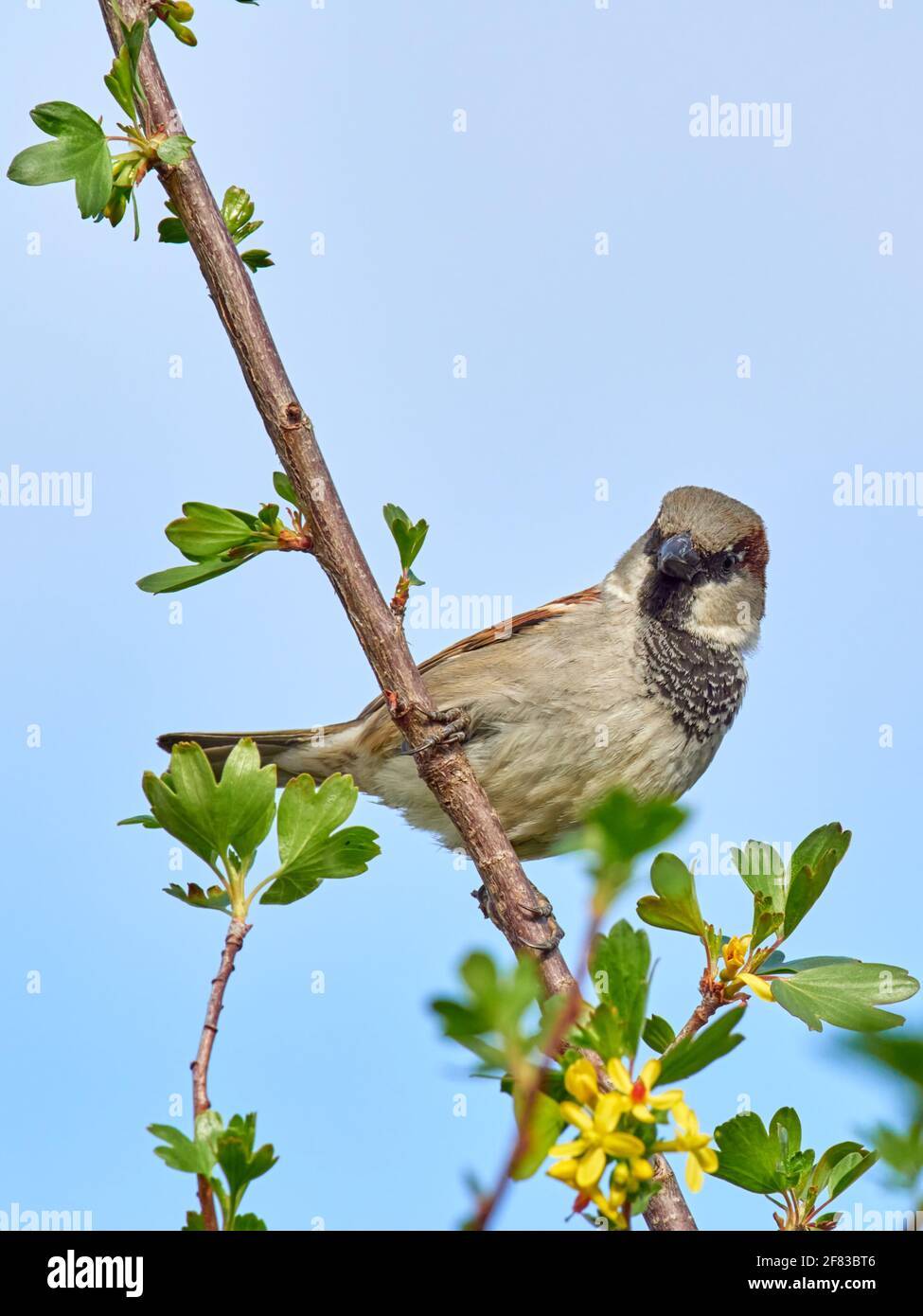 Le Bruant masculin de maison perchée sur une branche d'arbre de jardin arrière Banque D'Images