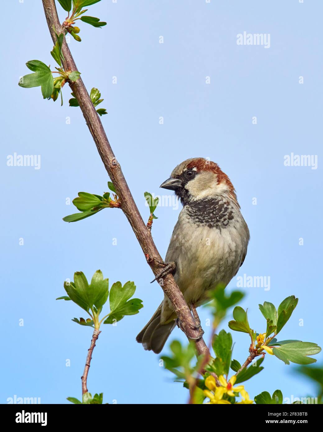 Le Bruant masculin de maison perchée sur une branche d'arbre de jardin arrière Banque D'Images