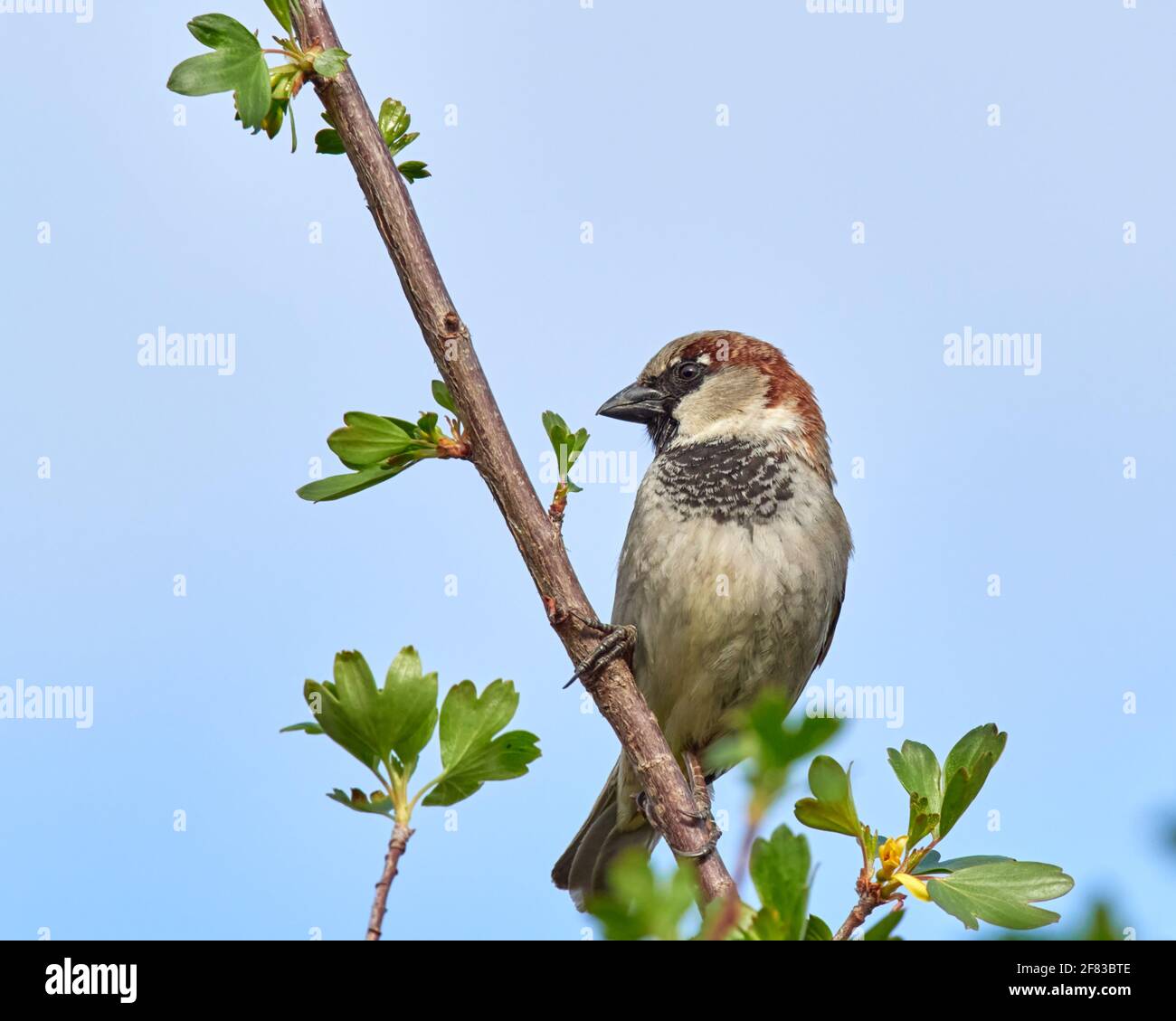 Le Bruant masculin de maison perchée sur une branche d'arbre de jardin arrière Banque D'Images