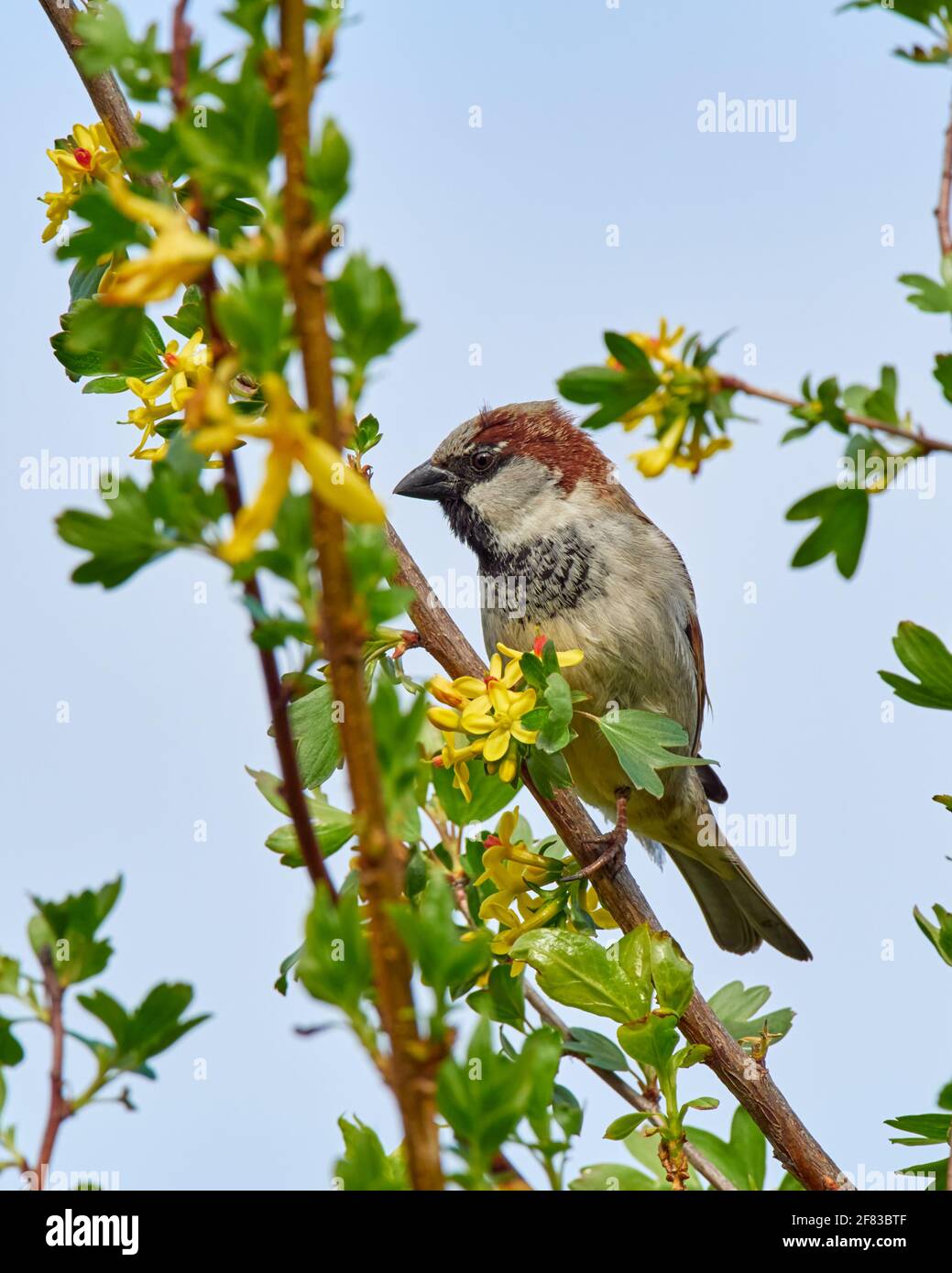 Le Bruant masculin de maison perchée sur une branche d'arbre de jardin arrière Banque D'Images