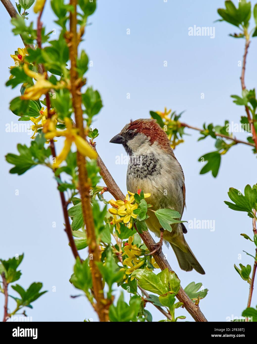 Le Bruant masculin de maison perchée sur une branche d'arbre de jardin arrière Banque D'Images