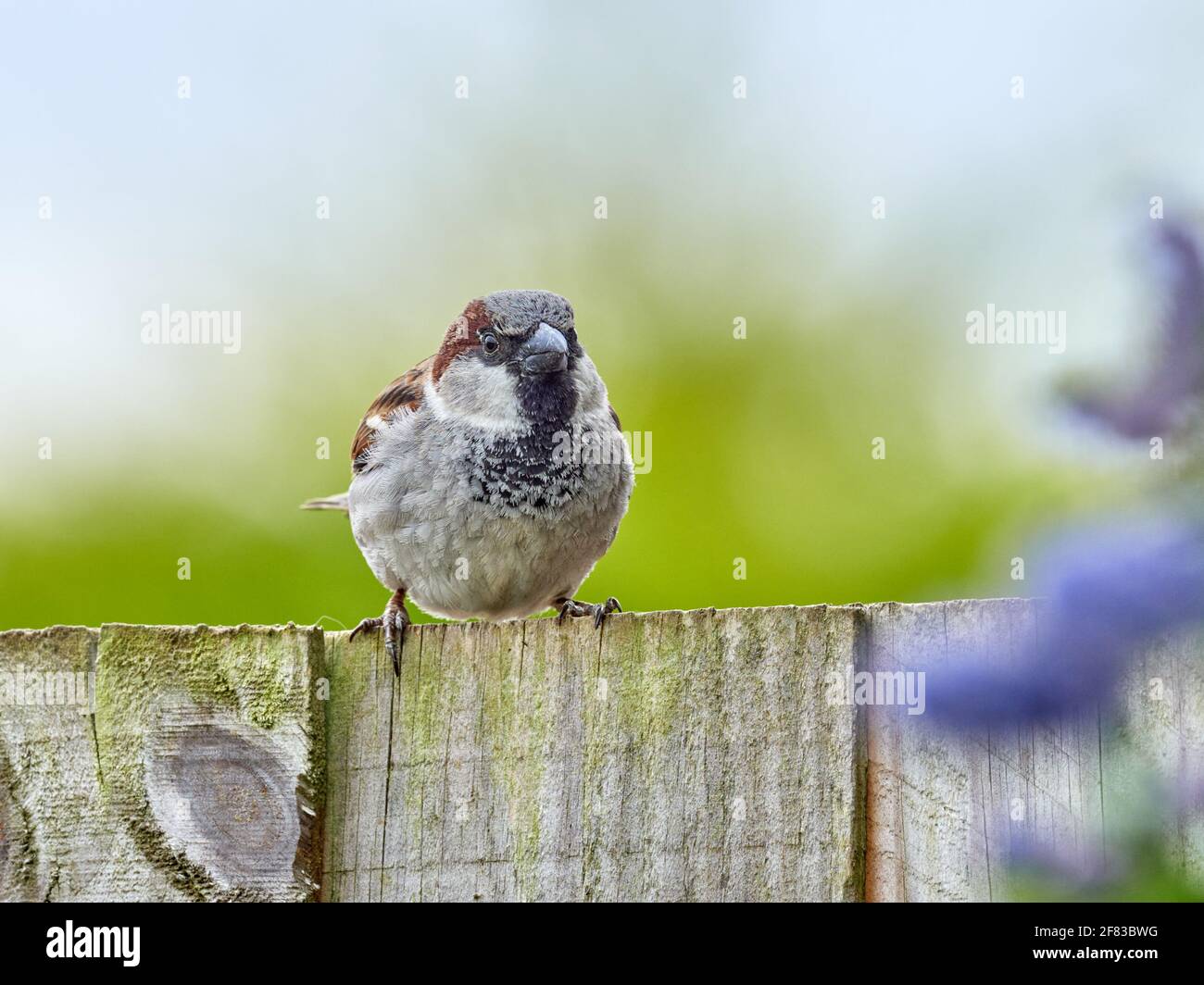 Un Bruant de maison de sexe masculin perché sur une clôture de jardin à l'arrière Angleterre Banque D'Images