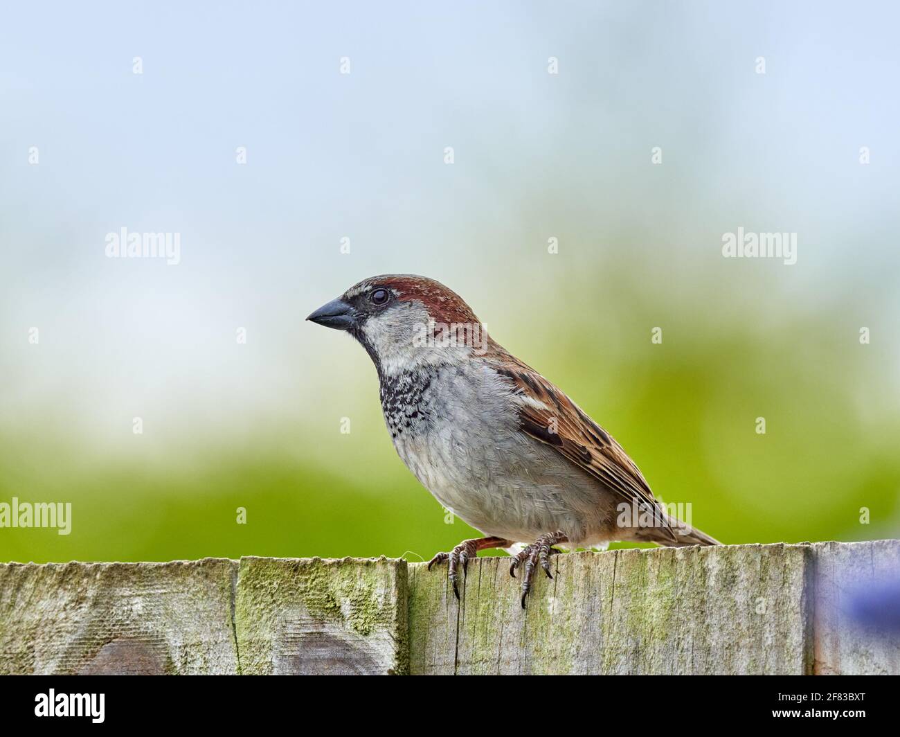 Un Bruant de maison de sexe masculin perché sur une clôture de jardin à l'arrière Angleterre Banque D'Images
