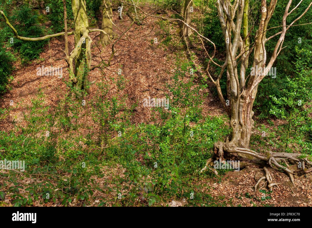 Rowan avec des racines spectaculaires accrochant à une pente raide dans Newfield Spring Wood, Jordanthorpe, près de Sheffield Banque D'Images