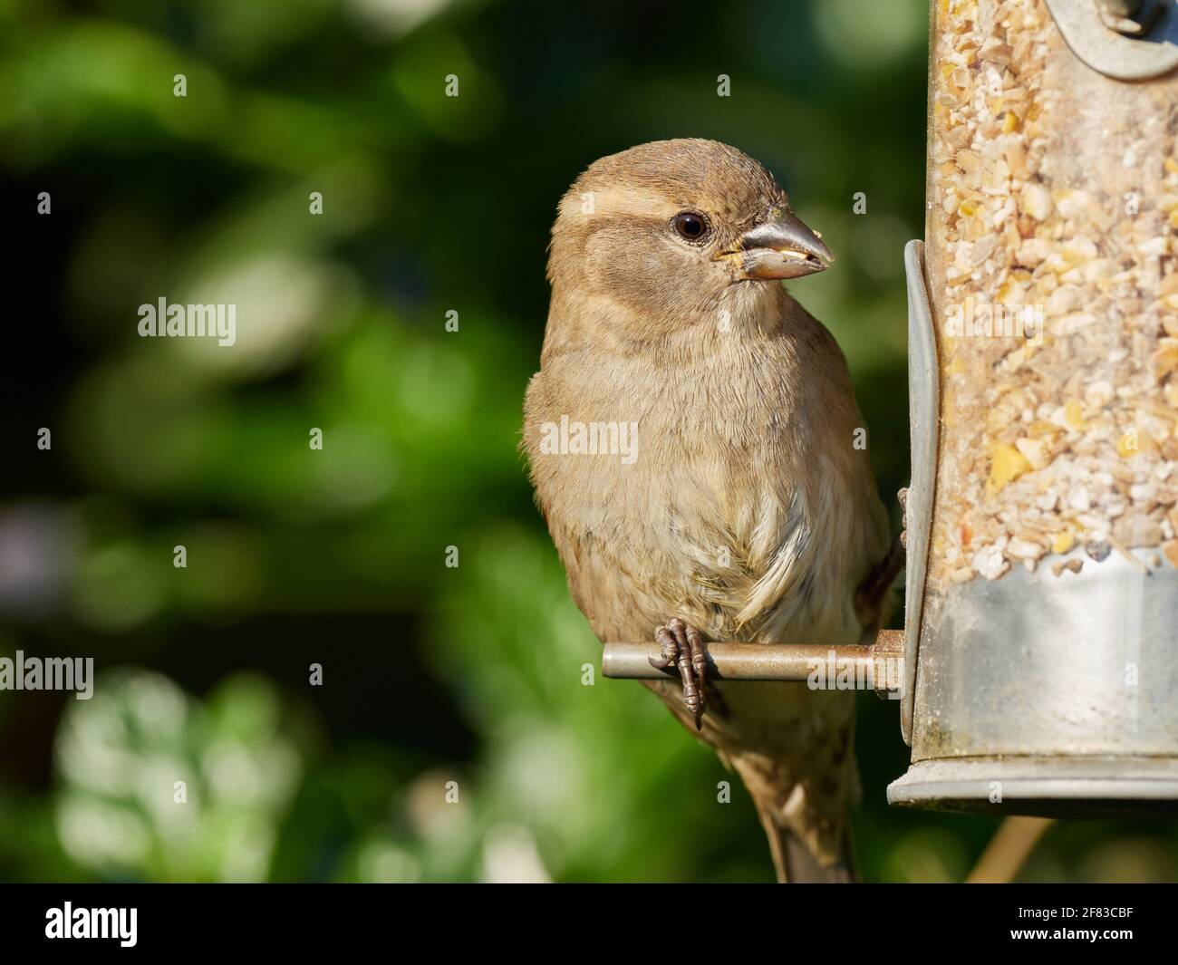 Bruant de maison juvénile avec des perches de semence sur une graine Dans un jardin arrière britannique typique Banque D'Images