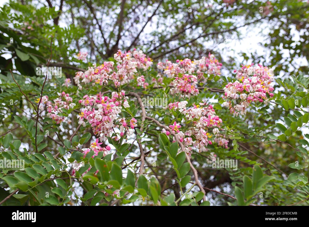 Cassia javanica - fleur en fleur sur les branches d'arbre Banque D'Images