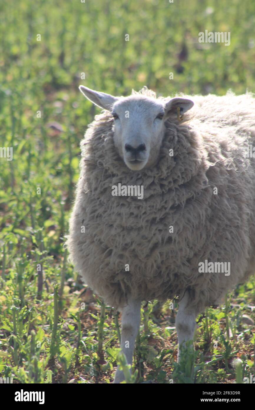 Moutons paître dans le champ au temps de lamage au printemps North Yorkshire Royaume-Uni Banque D'Images