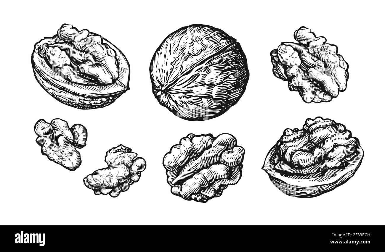 Jeu de noix. Esquisse manuelle des écrous isolés sur fond blanc. Illustration vectorielle Illustration de Vecteur