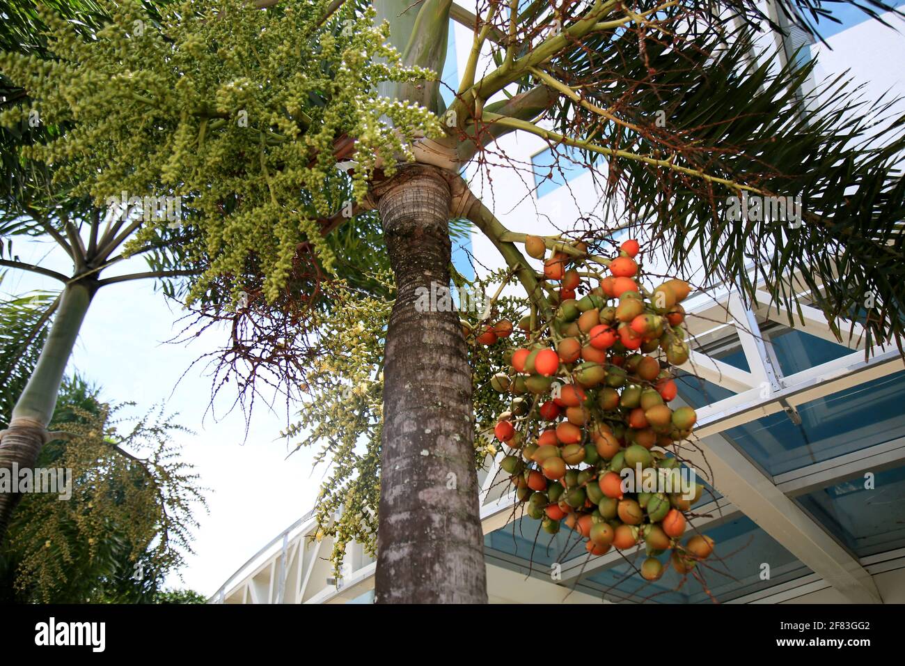 salvador, bahia, brésil - 25 janvier 2021: Fruits de l'areca catechu palmier trouvé dans certains pays tropicaux est vu dans la ville de Salvador. * Banque D'Images