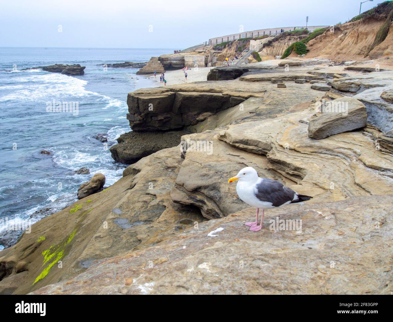 mouette debout sur les rochers à côté de l'océan Banque D'Images