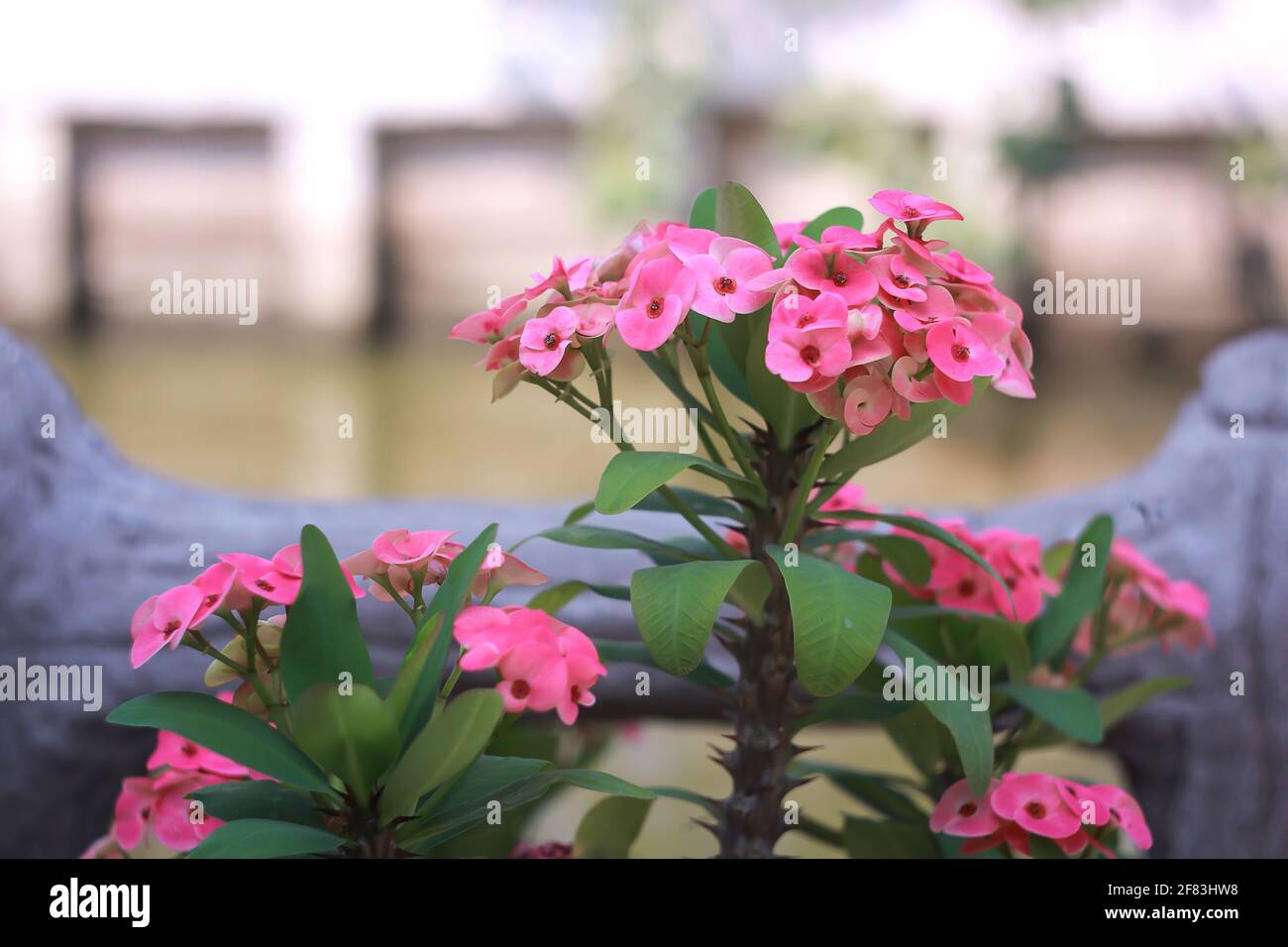 Euphorbia milii (cime d'épines, plante du Christ) une espèce de plante à fleurs de la famille des Euphorbiaciae Banque D'Images