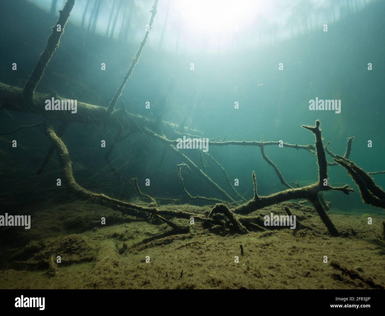 Arbres tombés sur le fond tourbé du lac forestier Banque D'Images